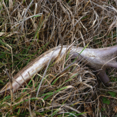 16 Km v nohách a toto v rukách