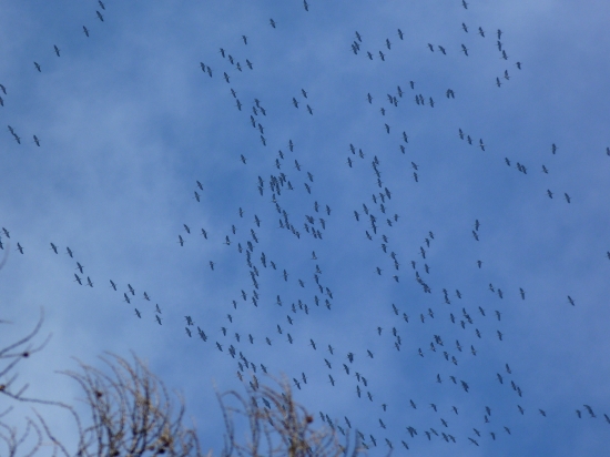 Žeriavy nad Braniskom
