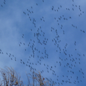 Žeriavy nad Braniskom