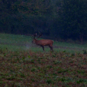 Za rána, za šera bola to nádhera.