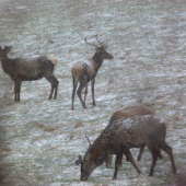V sobotňajšej chumelici