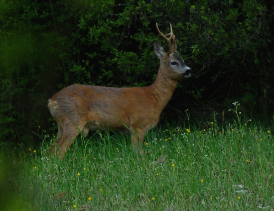 Dostal som ho (ID 267843)