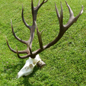 KRÁĽ 2