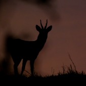Spredu alebo zozadu ??