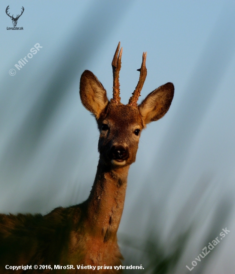 Nádejný mladík