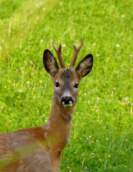 Vytlčený mladík