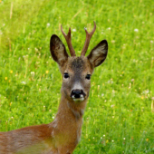 Vytlčený mladík