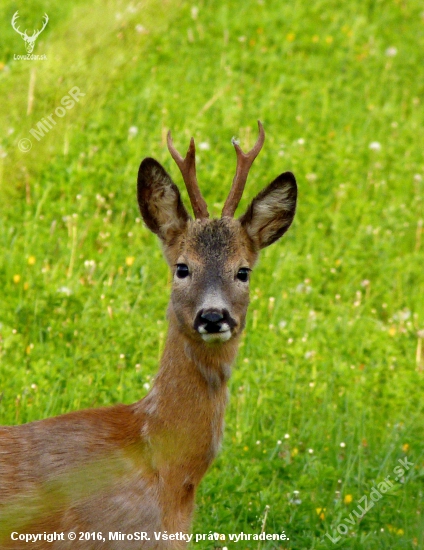 Vytlčený mladík
