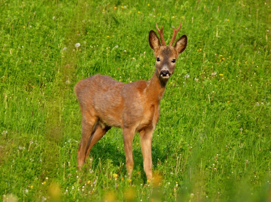 Zvedavý