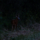 Vždy keď sa zošerí