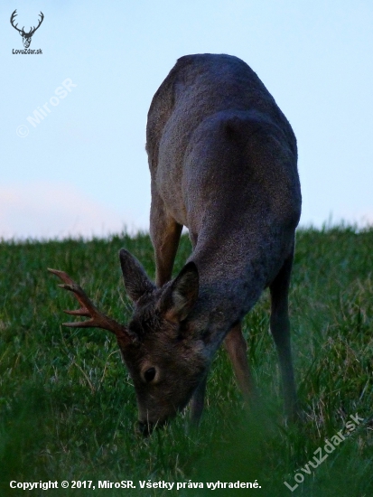 Podvečer