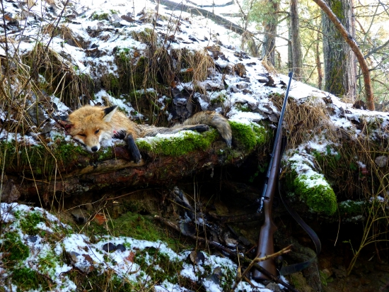 Pod starou borovicou