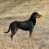 BRIT 9 mesiacov