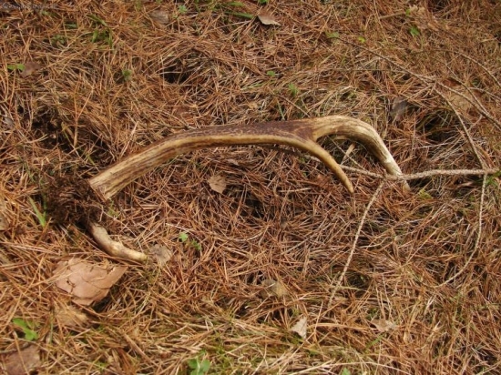 Konečne 1. jeleni v živote =D