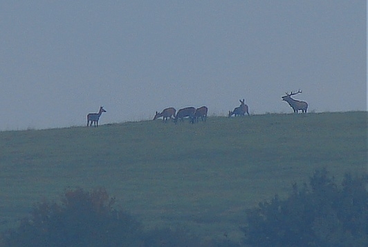 Ruja