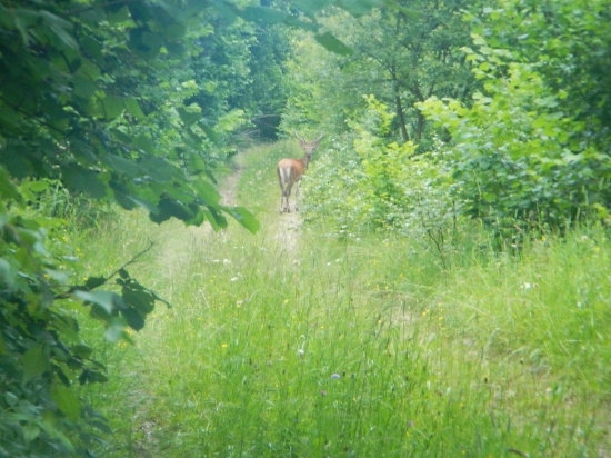 mládenček