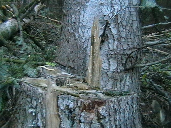 pasca na zver |prof.drevorubec}nezodpovednot 