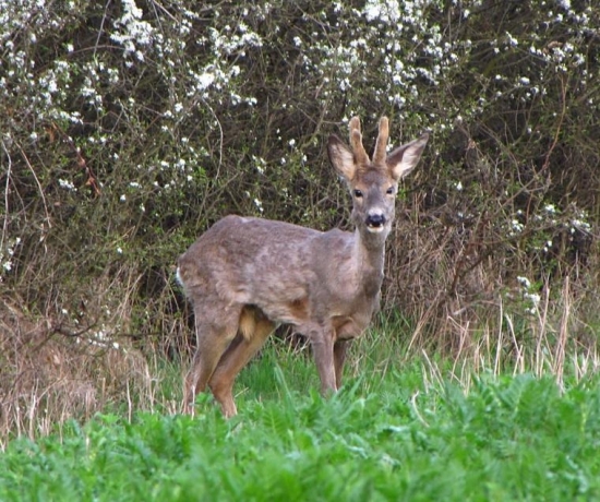 Večerná návšteva