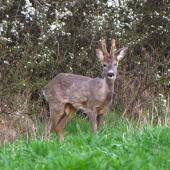 Večerná návšteva