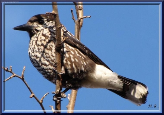Orešnica perlovaná