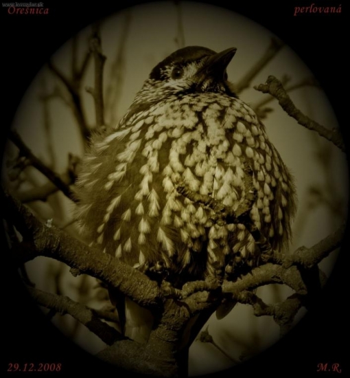 Orešnica perlovaná -úprava:)