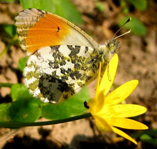 Mlynárk žeruchový