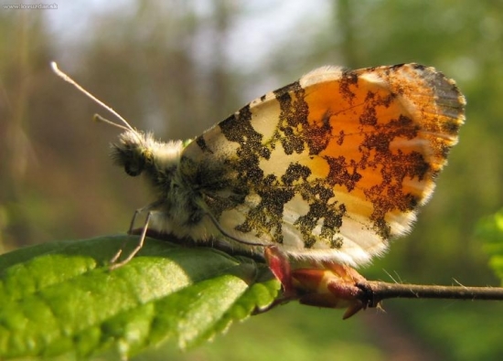 Mlynárik žeruchový