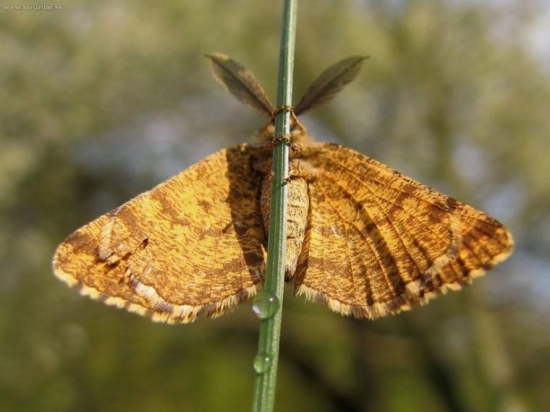 Piadivka vresová-samček
