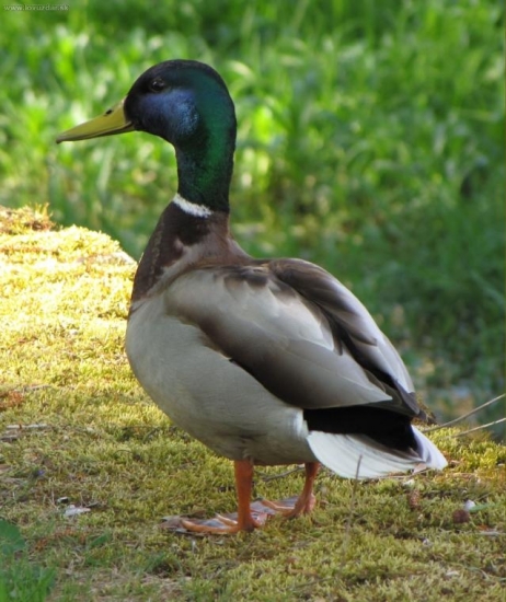 Káčer-tatko 10 drobcov:)