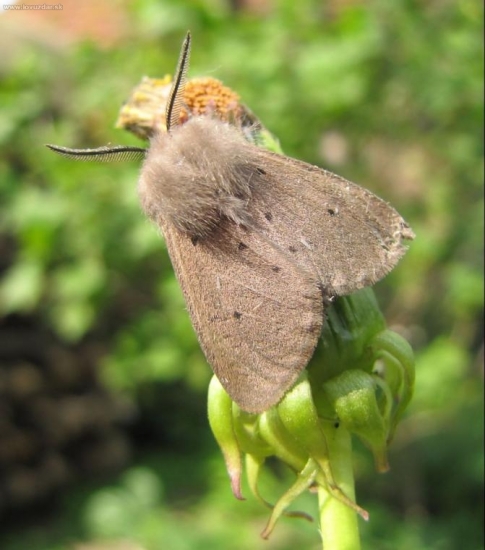 Spriadač vratičový