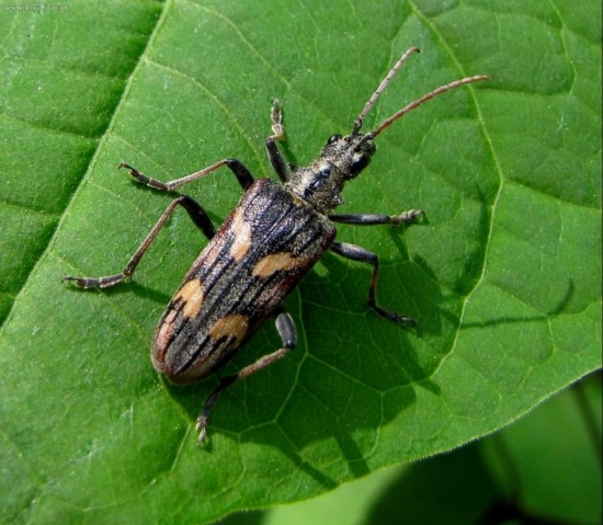 fuzáč dvojpásovaný