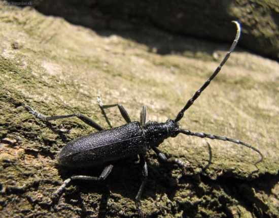 Fuzáč bukový (Cerambix scopoli)