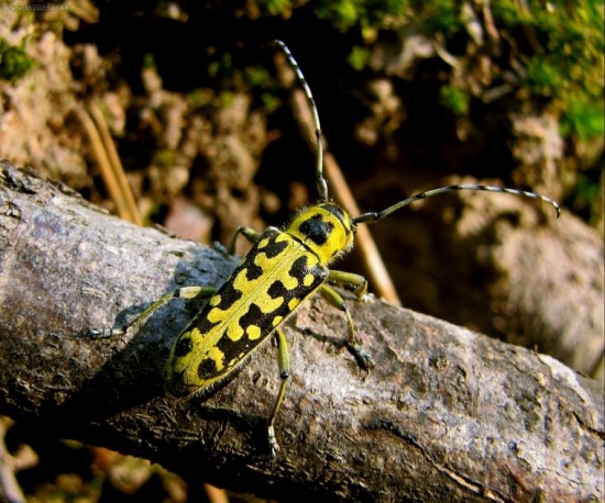 Vrzúnik mramorový(Saperda scalaris)