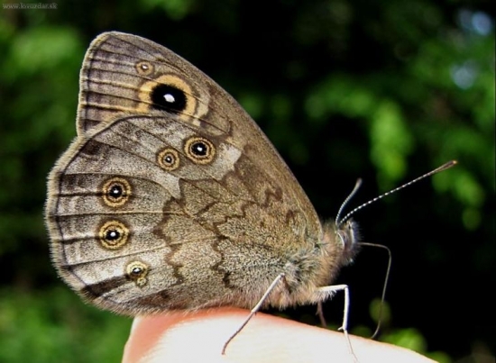 Očkáň jačmienkový (Lasiommata maera)