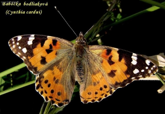 babôčka bodliaková