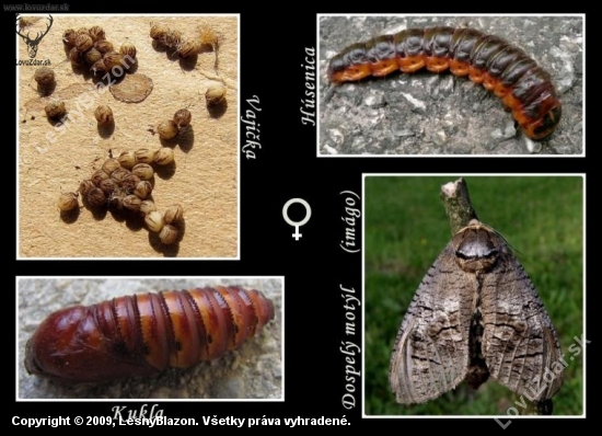 Drevotoč obyčajný (Cossus cossus)