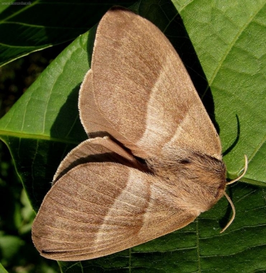 priadkovec černicový