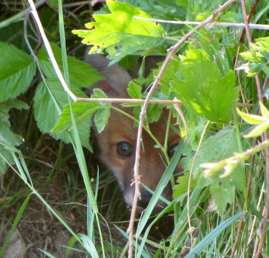 Malé očká v tŕní :)