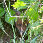 Malé očká v tŕní :)