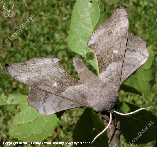 lišaj topoľový