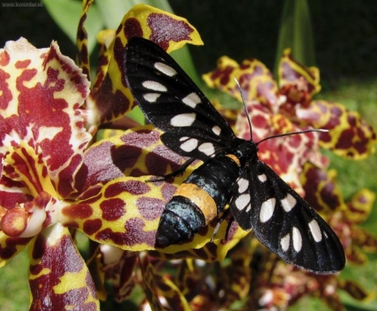 Bieloškvrnáč púpavcový