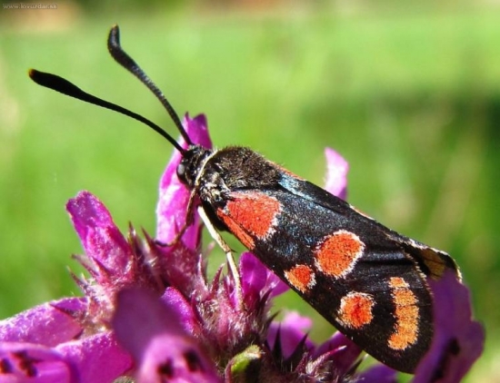 Vretienka vičencová