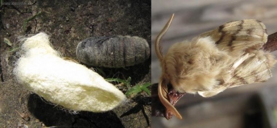 Priadkovec obrúčkatý (Malacosoma castrensis)