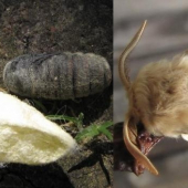 Priadkovec obrúčkatý (Malacosoma castrensis)