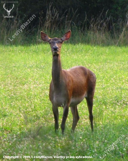 V poslednej chvíli