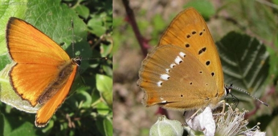 Ohniváčik zlatobyľový