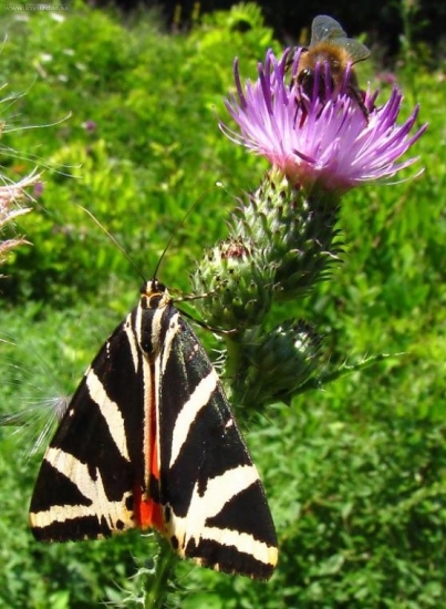 Spriadač kostihojový