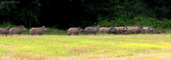 Podvečerný fotolov