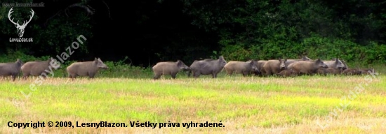 Podvečerný fotolov