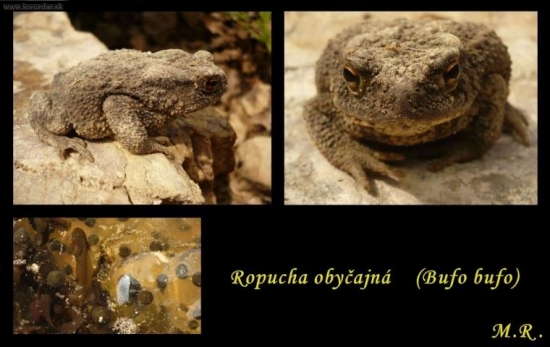 Prebudená ropucha :)